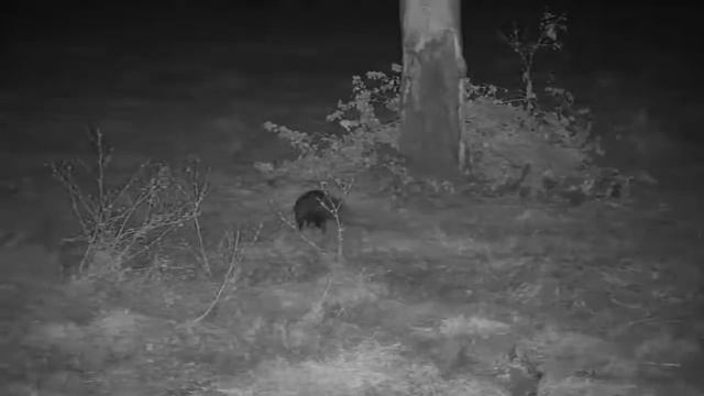 Djuma: Hyena, Scrub Hare and then White-tailed Mongoose - 01:00 - 05/17/21 смотреть онлайн