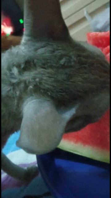 Кошка Соня и арбуз! смотреть онлайн