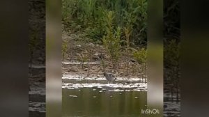 Greenshank this late in May is rare