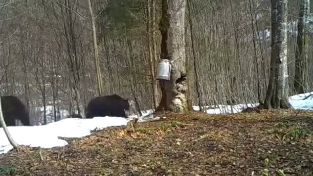 Охота на Медведя с видеокамерой смотреть онлайн