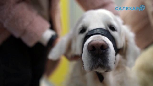 Регистрация и правила выгула домашних животных смотреть онлайн