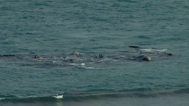PREDATORS: Killer Orcas VS Rihts Whales