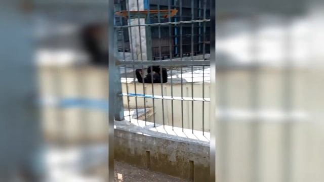 Влог #4 про смешных шимпанзе! смотреть онлайн