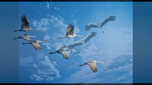 Журавли смотреть онлайн