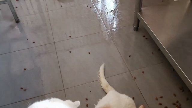 Тбилиси 🇬🇪 Грузия Приют Тамаза Элизбарашвили 🐕💌🍀🙏