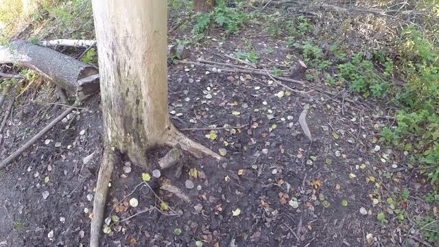 СОБИРАЛИСЬ НА СУДАКА, А ПОПАЛИ НА ФОТООХОТУ И ПАРА ДЕЛЬНЫХ СОВЕТОВ смотреть онлайн