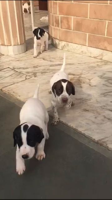 English pointer sale 7888359194 смотреть онлайн