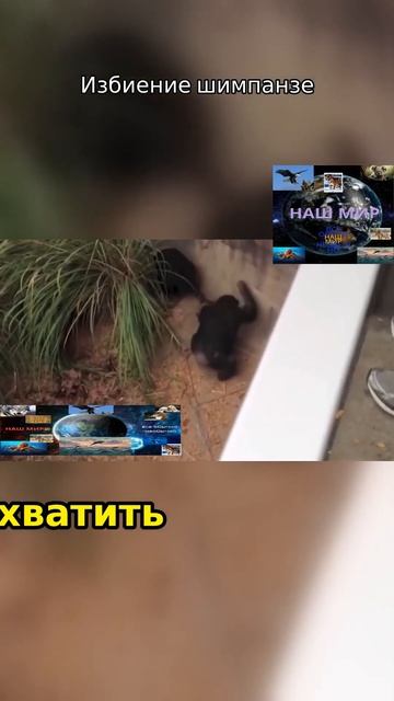 Енот и шимпонзе#shorts смотреть онлайн
