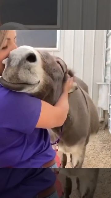 Donkey Mating With Pig 🐖😮 Donkey Breeding. Horse Mating Videos смотреть онлайн