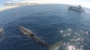 Sperm Whales DRONE VIDEO