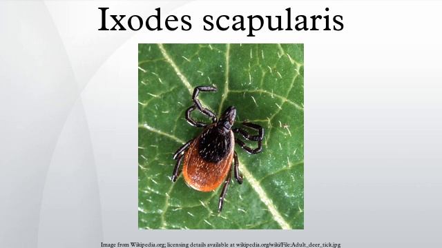 Ixodes scapularis смотреть онлайн