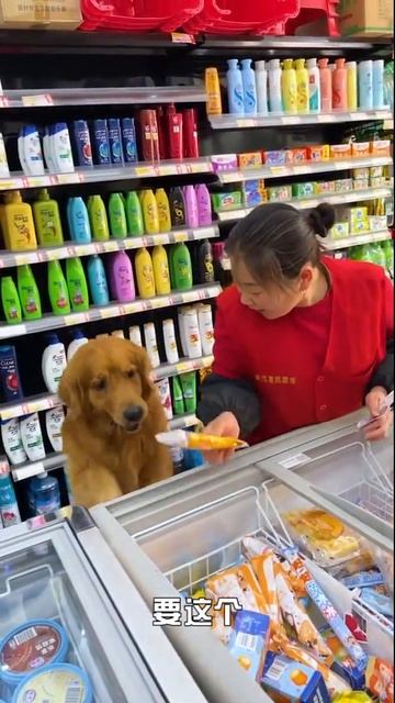 #Short #Dog #Best Dog's Life | Удивительная собака 2021 | Готовка собак 2021 | Умная собака 2021 смотреть онлайн