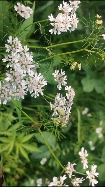 #shorts,#nature'sbeauty, natural video,#status,dhaniya, coriander,flower,bird chiruping, video,musi смотреть онлайн