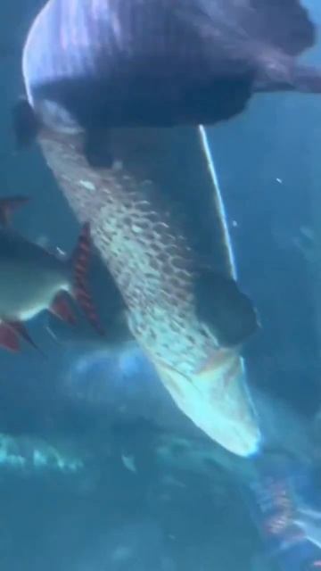 Giant Arapaima Newport aquarium смотреть онлайн