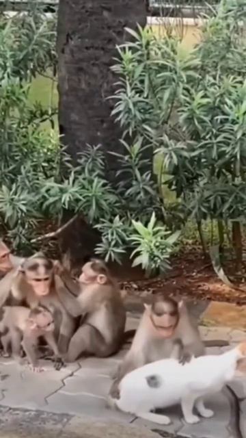 #shortvideo #youtubeshorts #shortsvideo #shorts смотреть онлайн