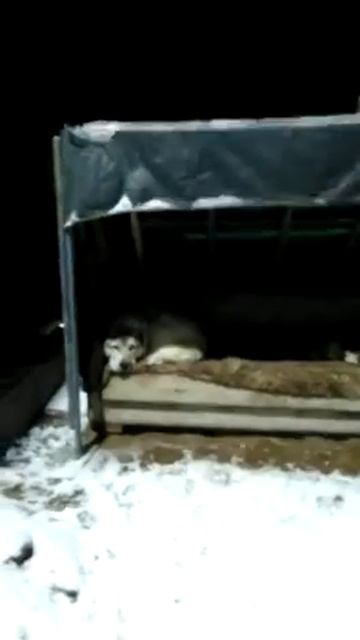 Алабай Роечка предпочитает спать на диване, а не в будке! смотреть онлайн