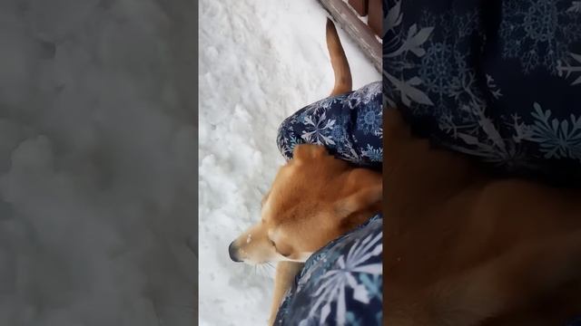 Клава - снежный сайгак))) смотреть онлайн