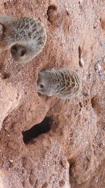 Meerkats (Suricata suricatta) digging in ground. #meerkat #digging #animal #nature #4u