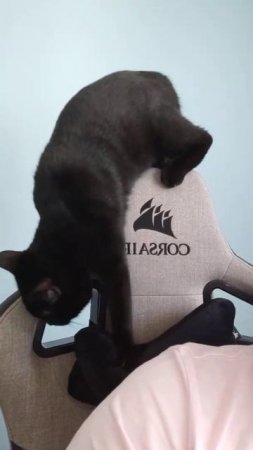 Black Cat playing with my Chair #shorts #cat #kitten