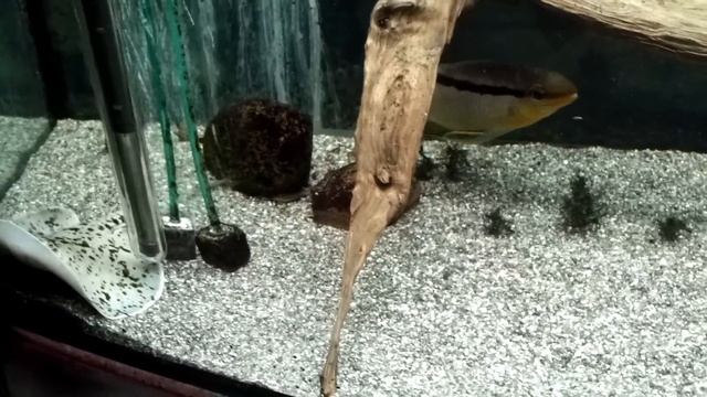 Potamotrygon yepezi "Maracaibo" смотреть онлайн