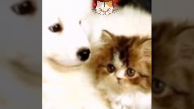 Подпишись на мой плизз Канал! смотреть онлайн