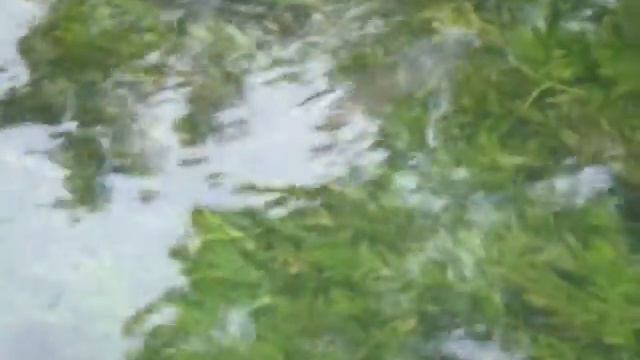 Ombre, Thymallus thymallus смотреть онлайн