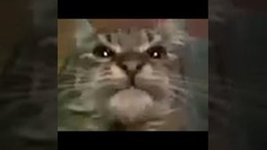 Кит ты маму мав? (Оригинал)