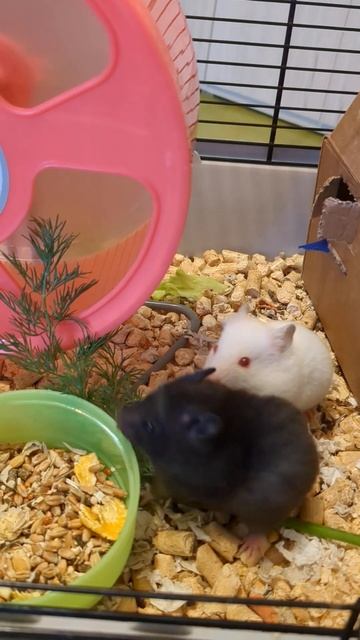 шустрики и витамины смотреть онлайн