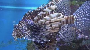 Аквариум. Сергей Чекалин