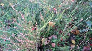 Верещатники Нёрхолм (Nørholm hede), Варде, Дания. 15 октября 2024