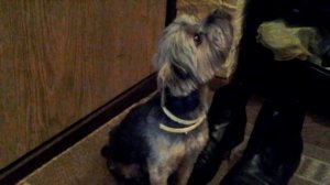 Собака  накакала в коридоре и её ругают. Смотреть обязательно, я смеялась 3 часа!! =)