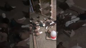 Продажа голубей,Пенза