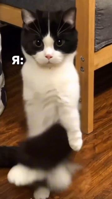 Дарите девушка цветы 💐 А котикам когтеточки 🐾