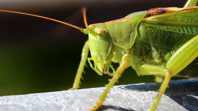 Great green bush-cricket - Tettigonia viridissima смотреть онлайн
