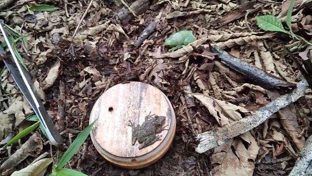 отпустил лягушек 5 марта 2021 г. смотреть онлайн