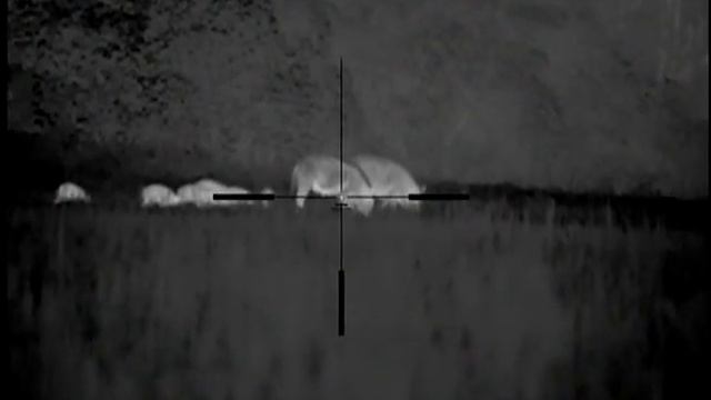 Hog got a lil too close! Thermal imaging scope Pulsar XD50 on DPMS AR10 308 смотреть онлайн