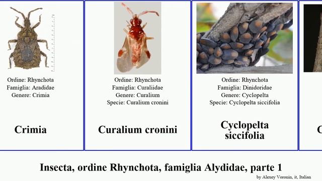 Insecta, ordine Rhynchota, famiglia Alydidae, parte 1 geocoris delle serre australis occidentalis смотреть онлайн
