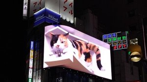 Shinjuku cat — гигантская кошка на Синдзюку в Токио