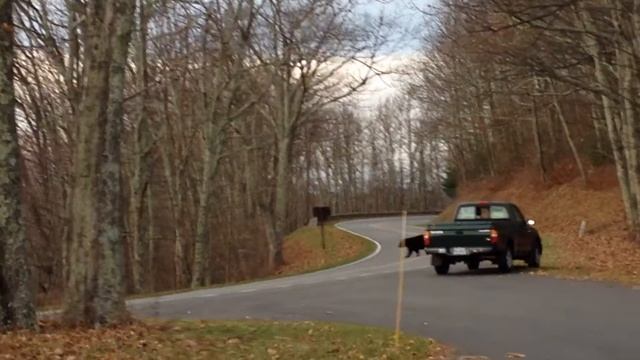 Bear is not afraid of people in the Shenandoah park. Медведь не боится людей. смотреть онлайн