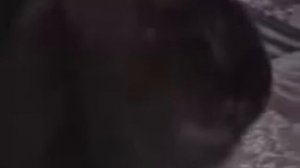 Кот поет смотреть всем!Ноу ноу ноу ноу ноу нане!