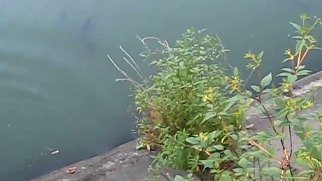 Щука (піймав-відпусти) смотреть онлайн