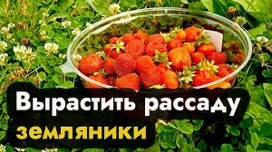 Как вырастить землянику рассадой в Сибири, Урале и Дальнем Востоке - рассада земляники дома