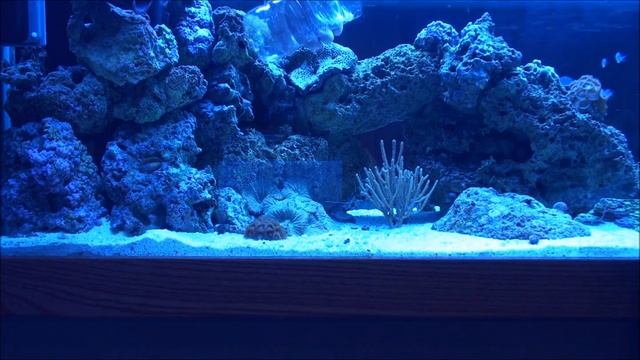 Neon DottyBack Trap for Saltwater Aquarium смотреть онлайн