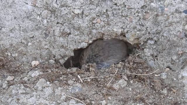 Nornik zwyczajny, 19 03 2020 r , Zalew Komorowski 4 смотреть онлайн