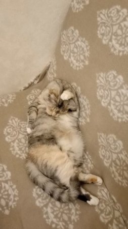 Лежачий моцион