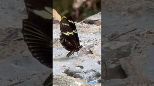 Curisiodades de la mariposa Doris Longwing o Ala Larga de Borde Manchado🦋 #butterfly #curiosity смотреть онлайн