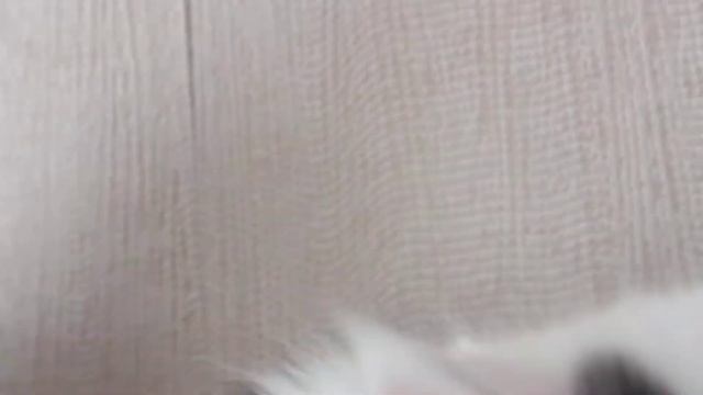 Малыши беляши голубоглазые смотреть онлайн