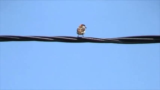 video Lanius senator смотреть онлайн