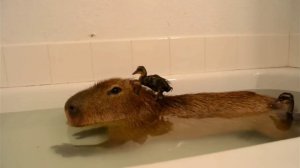 капибара купается