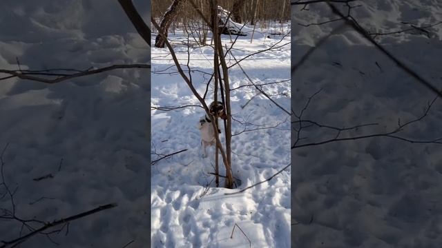 Бобёр 🦫 / ч.1 смотреть онлайн